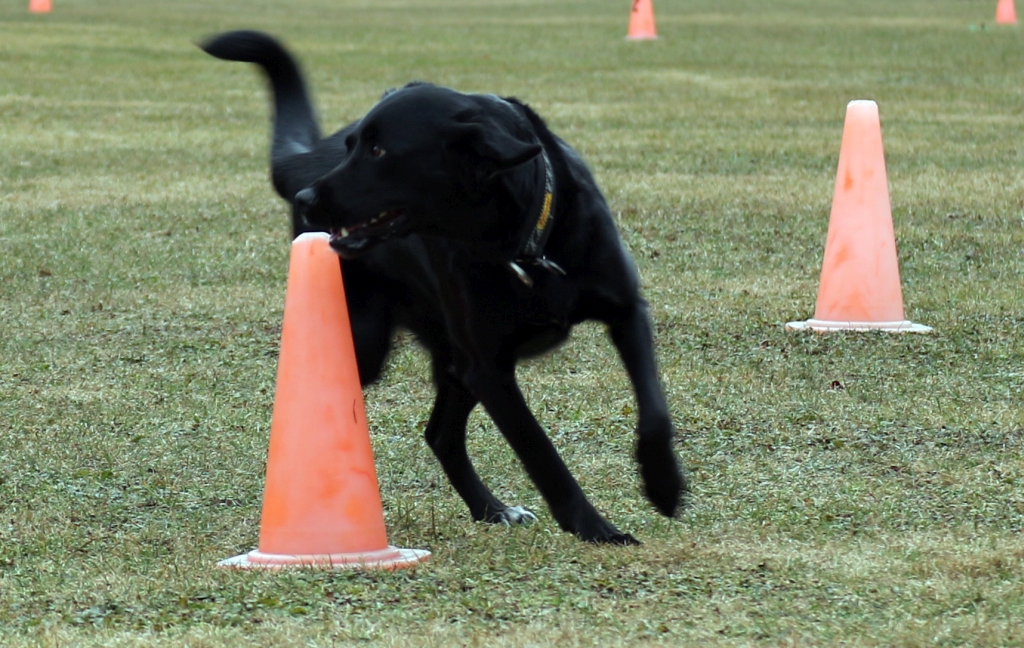 Obedience_2019_06